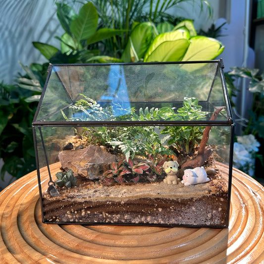 Fittonia, Fern and Haworthia in Designer Glass Terrarium