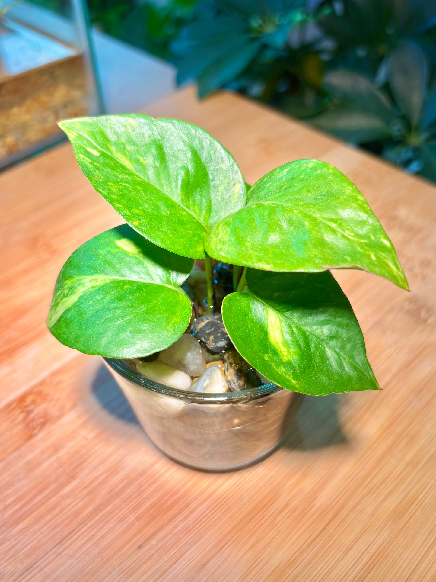 Epipremnum Aureum in Mini Water Based Glass