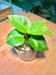 Epipremnum Aureum in Mini Water Based Glass