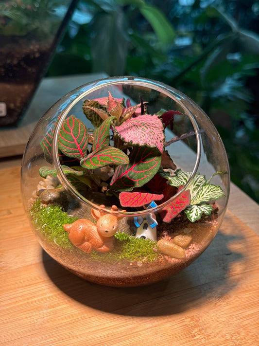 Round Glass Indoor Plant Terrarium (M) DIY Kit