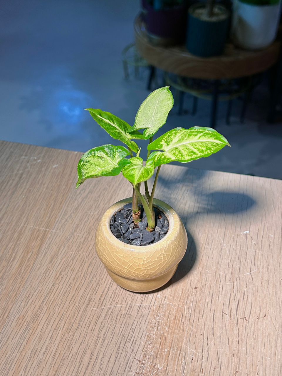 Arrowhead Plant (合果芋) Syngonium Podophyllum in Yellow Crackle Glazed Ceramic Pot