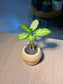 Arrowhead Plant (合果芋) Syngonium Podophyllum in Yellow Crackle Glazed Ceramic Pot