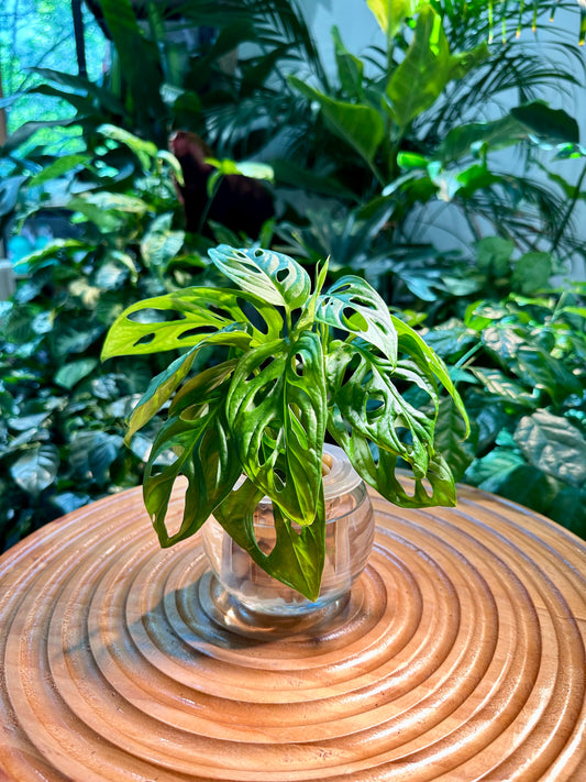 Monstera Adansonii in Fishbowl Water Based Glass