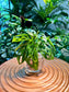 Monstera Adansonii in Fishbowl Glass