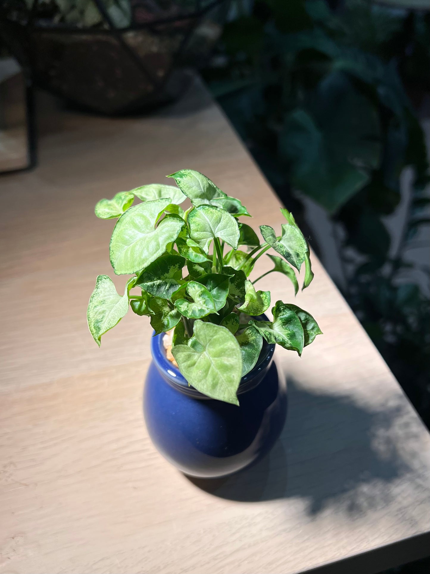 Syngonium Podophyllum in Sea Blue Ceramic Pot