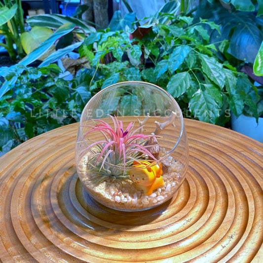 Airplant in Slanted Glass Terrarium (M)