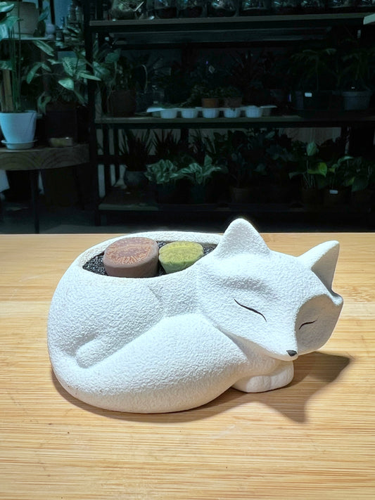 Lithops in Sleeping Fox Pot
