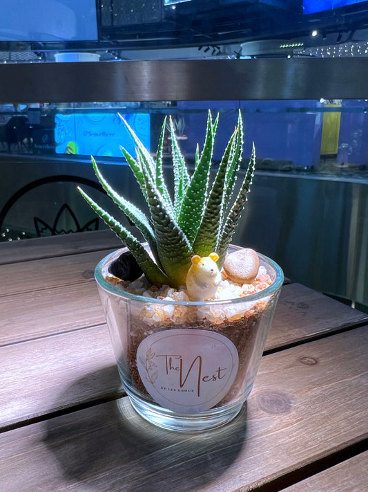 Fasciated haworthia in Glass Pot