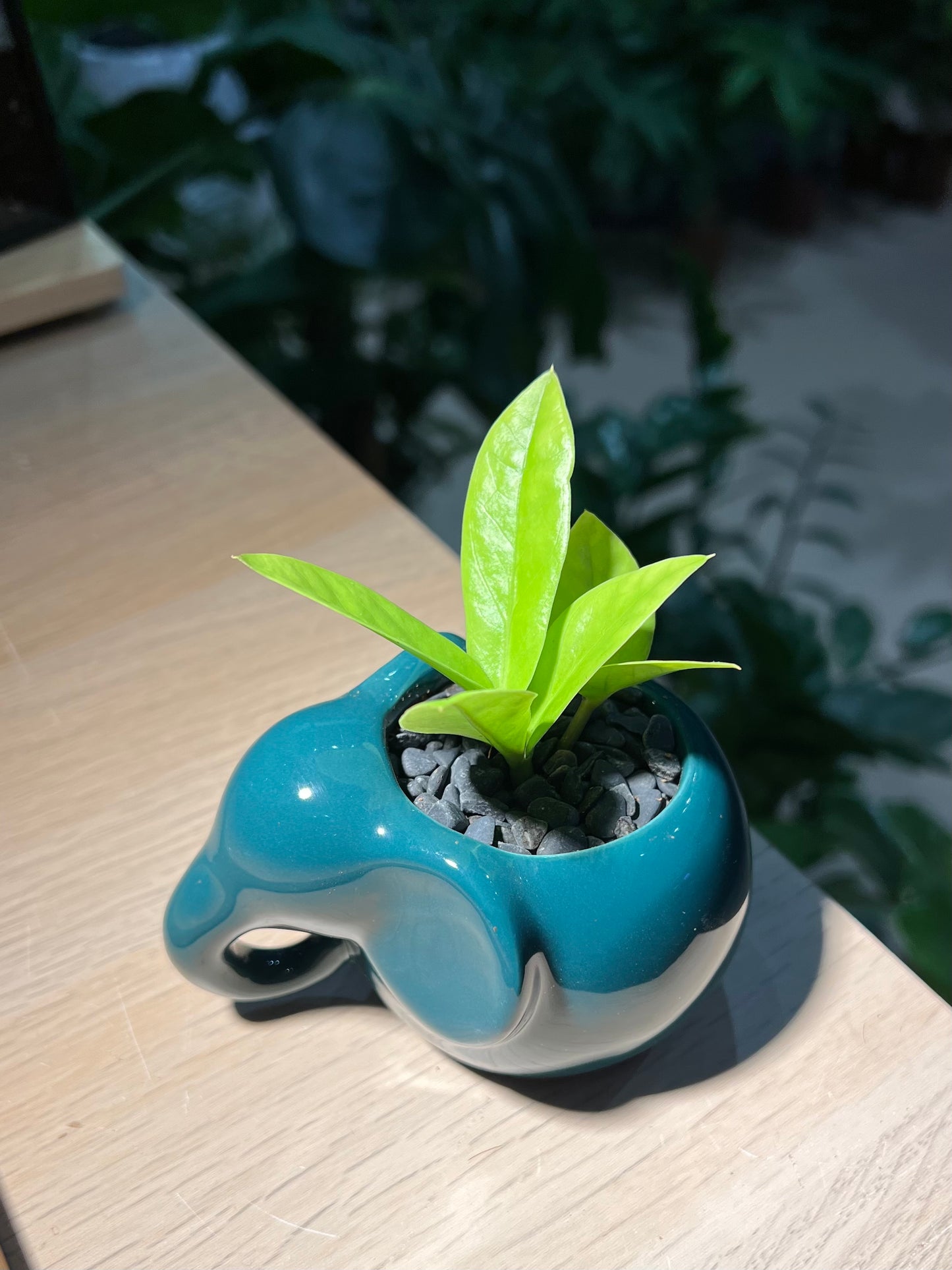 ZZ Plant (金钱树) in Elephant Pot