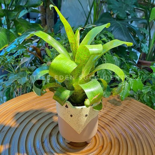 Bromeliad in Designer Animal Pot-Fox