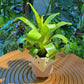 Bromeliad in Designer Animal Pot-Fox