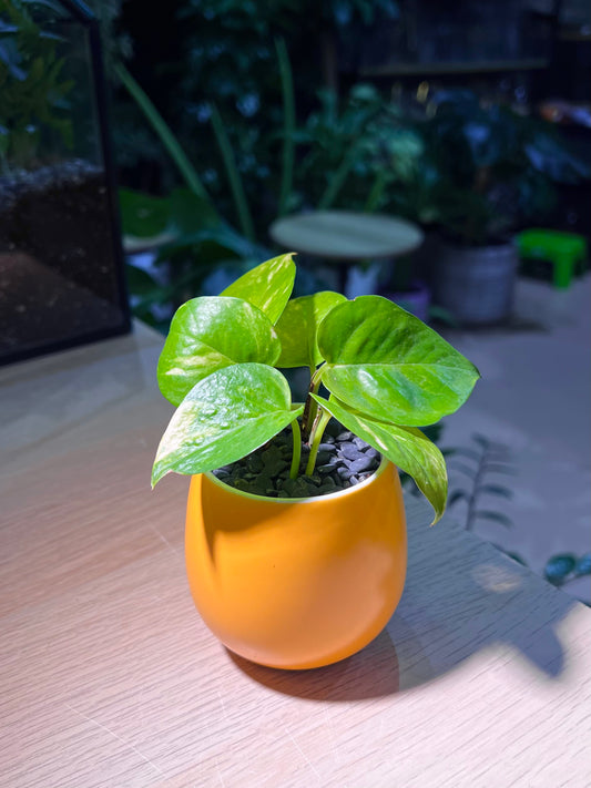 Pothos Njoy (绿萝) in Yellowish Ceramic Pot
