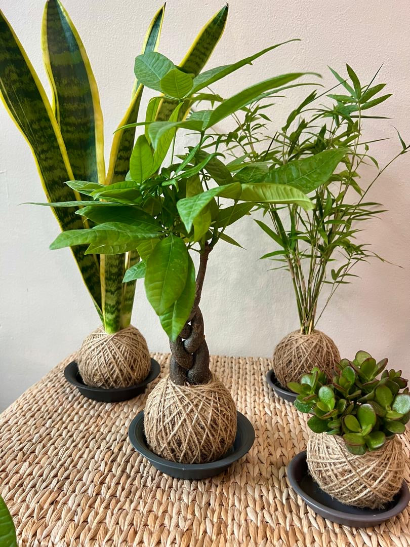 Kokedama - Pachira Tree