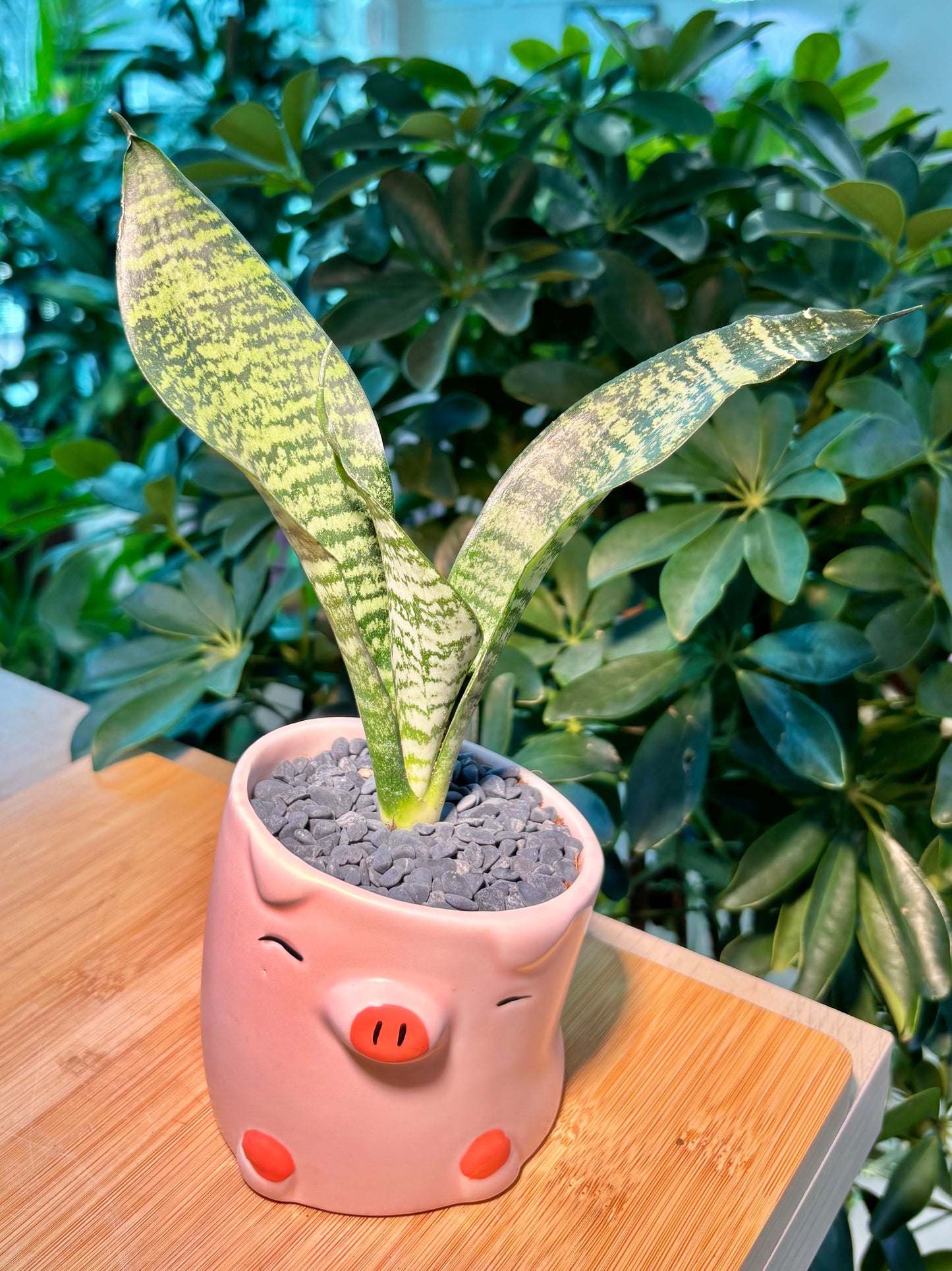 Dracaena in Cute Pig Pot