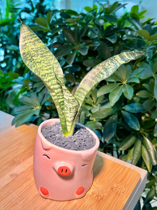 Dracaena in Cute Pig Pot