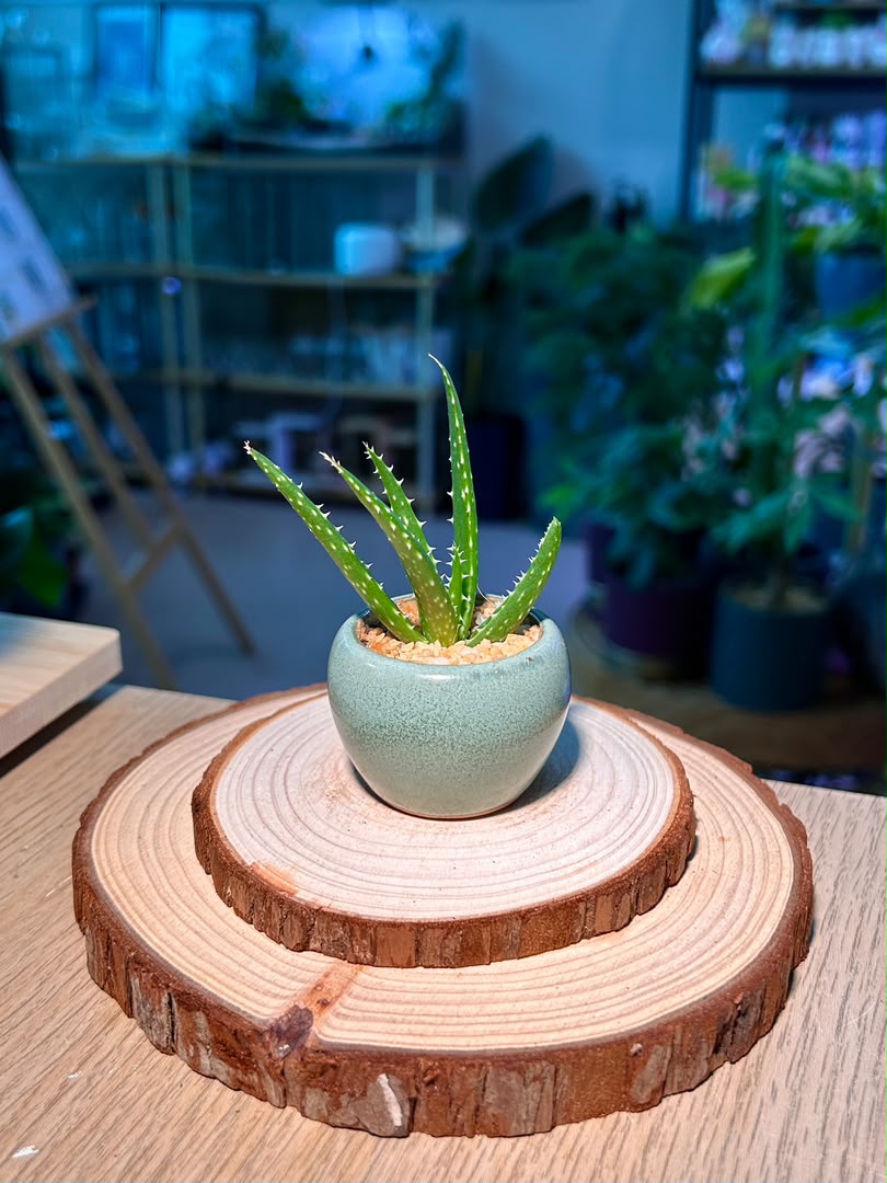 Baby Aloe Vera (芦荟) Haworthia in Textured Ceramic Pot