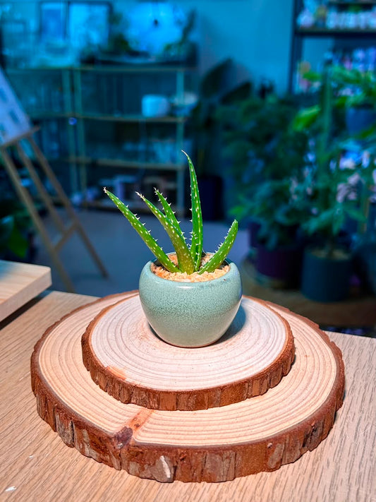Baby Aloe Vera (芦荟) Haworthia in Textured Ceramic Pot