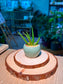 Baby Aloe Vera (芦荟) Haworthia in Textured Ceramic Pot