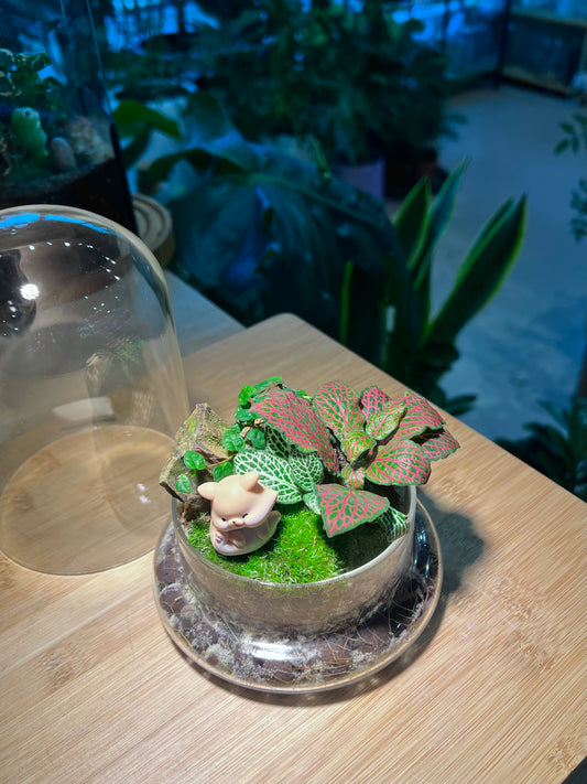 Fittonia and Ficus Pumila with Moss Arrangement in Bell Glass (S)