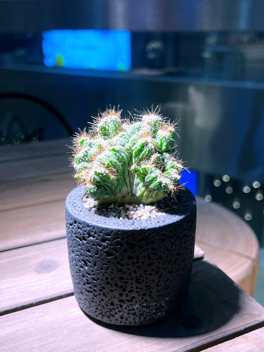 Cereus Repandus in Matt Black Concrete Pot