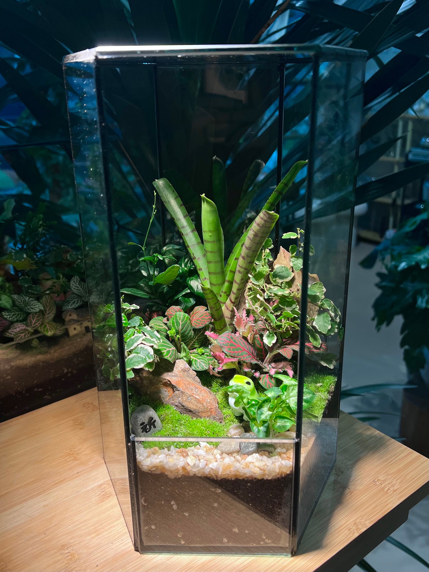 Fittonia, Ficus Pumila and Bromeliad with Moss Arrangement in Hexagonal Tall Terrarium