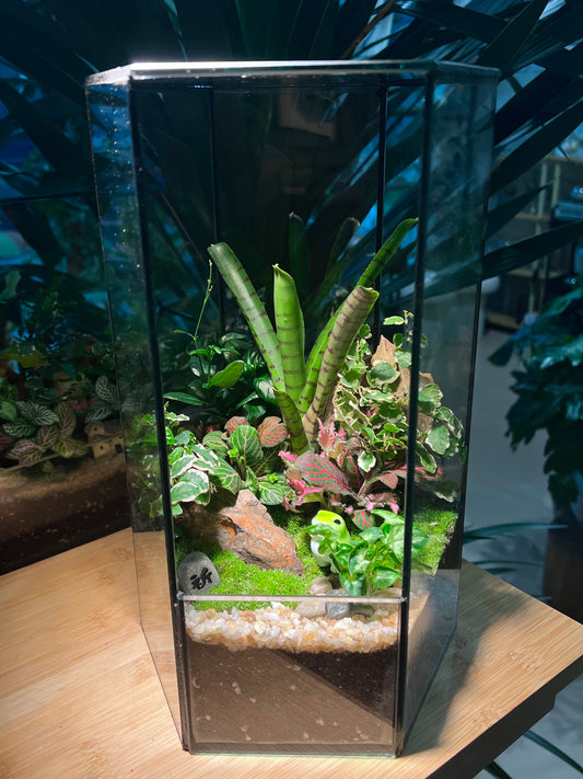 Fittonia, Ficus Pumila and Bromeliad with Moss Arrangement in Hexagonal Tall Terrarium