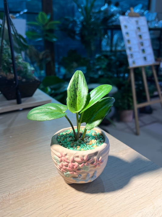 Drimiopsis Maculata (青蛙王子) in Matt Textured Claypot