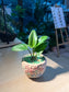 Drimiopsis Maculata (青蛙王子) in Matt Textured Claypot