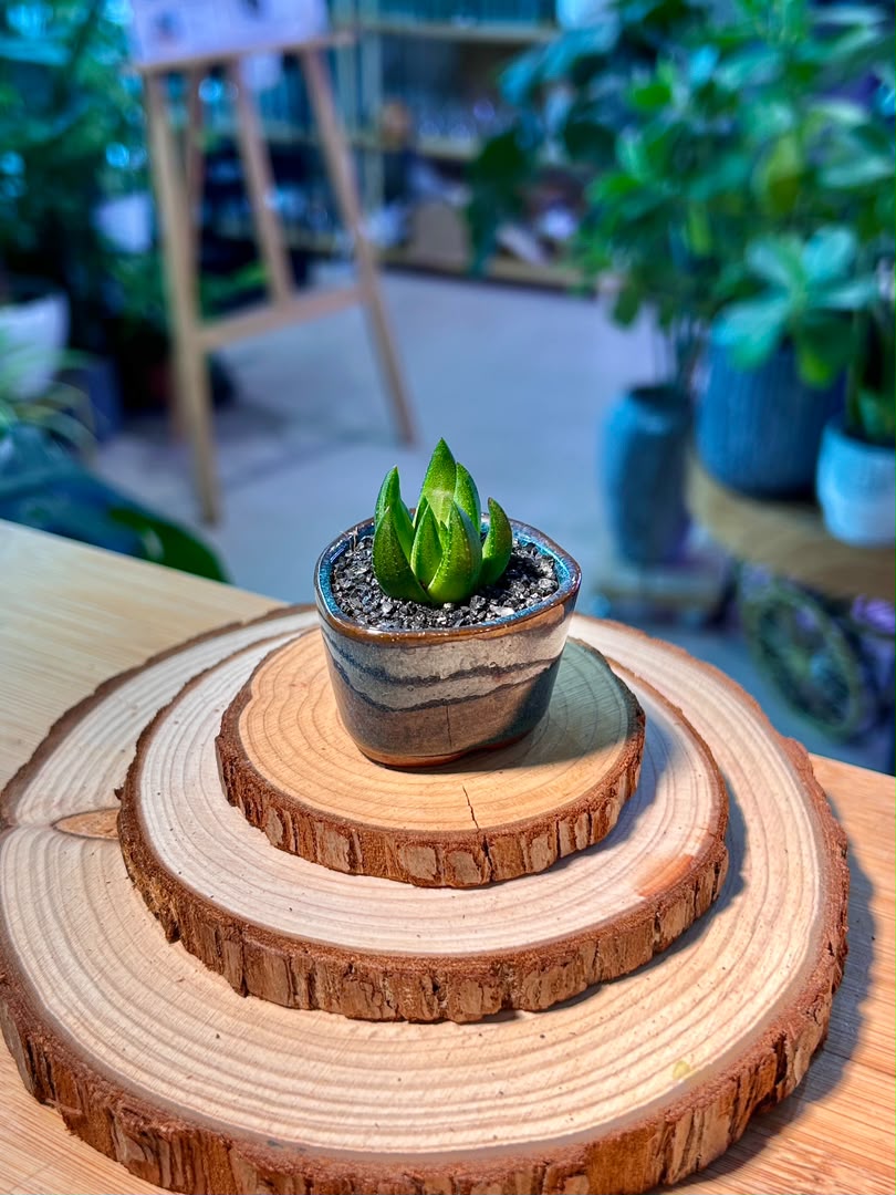 Haworthia in Blue Ceramic Pot