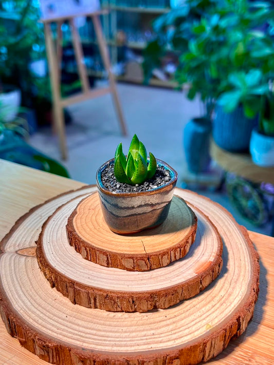 Haworthia in Blue Ceramic Pot