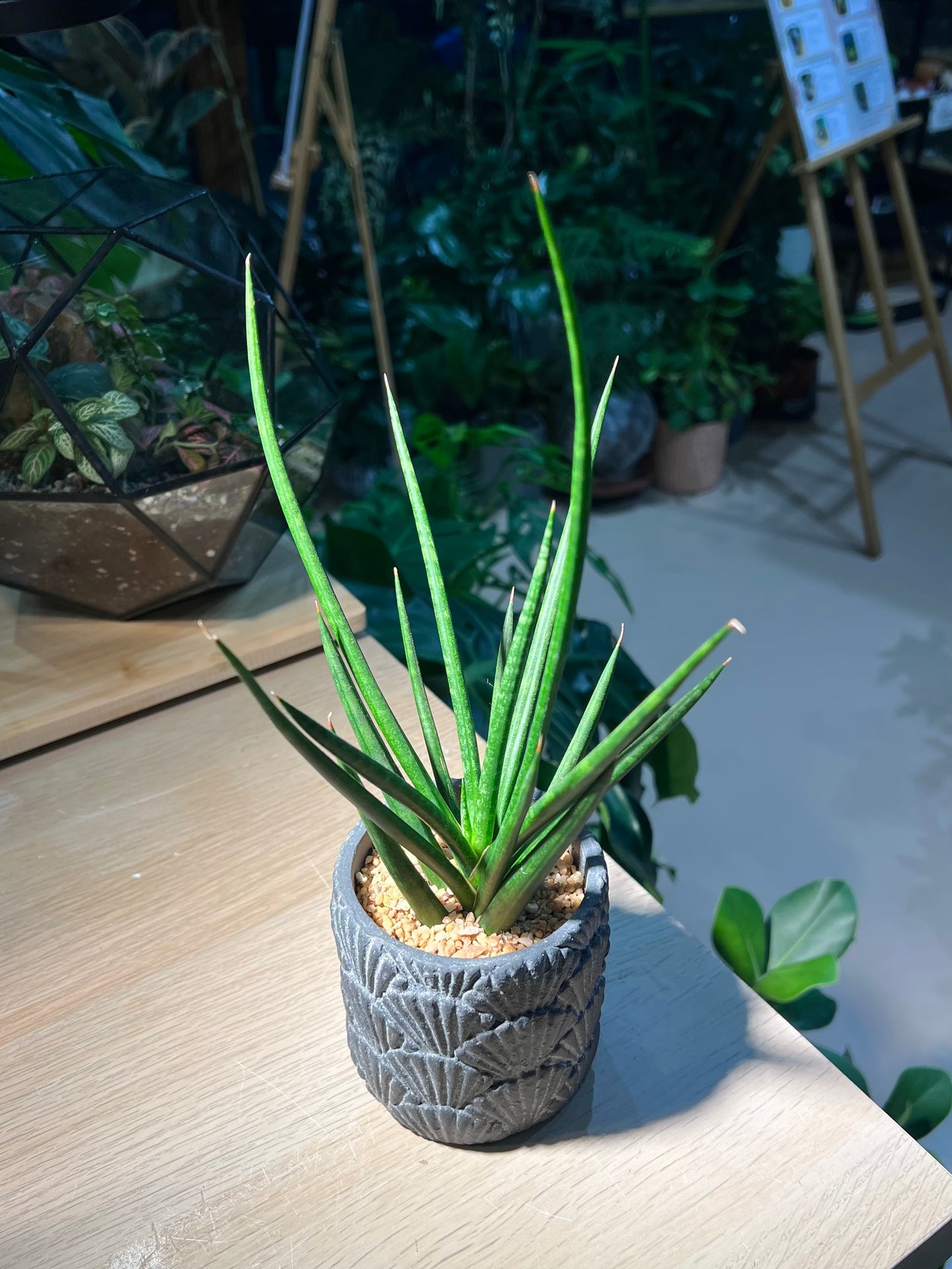Snake Plant (虎尾兰 Sansevieria francisii) in Shell Pattern Designed Pot