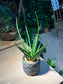 Snake Plant (虎尾兰 Sansevieria francisii) in Shell Pattern Designed Pot