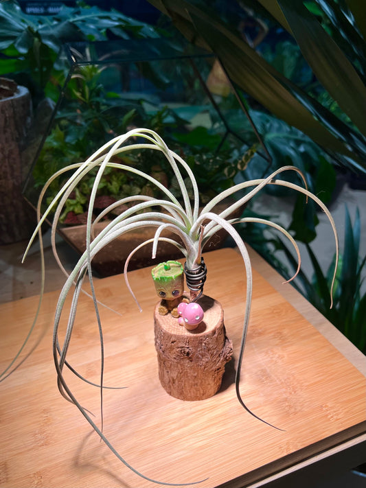 Airplant with Groot and Mushroom Figurine