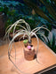 Airplant with Groot and Mushroom Figurine