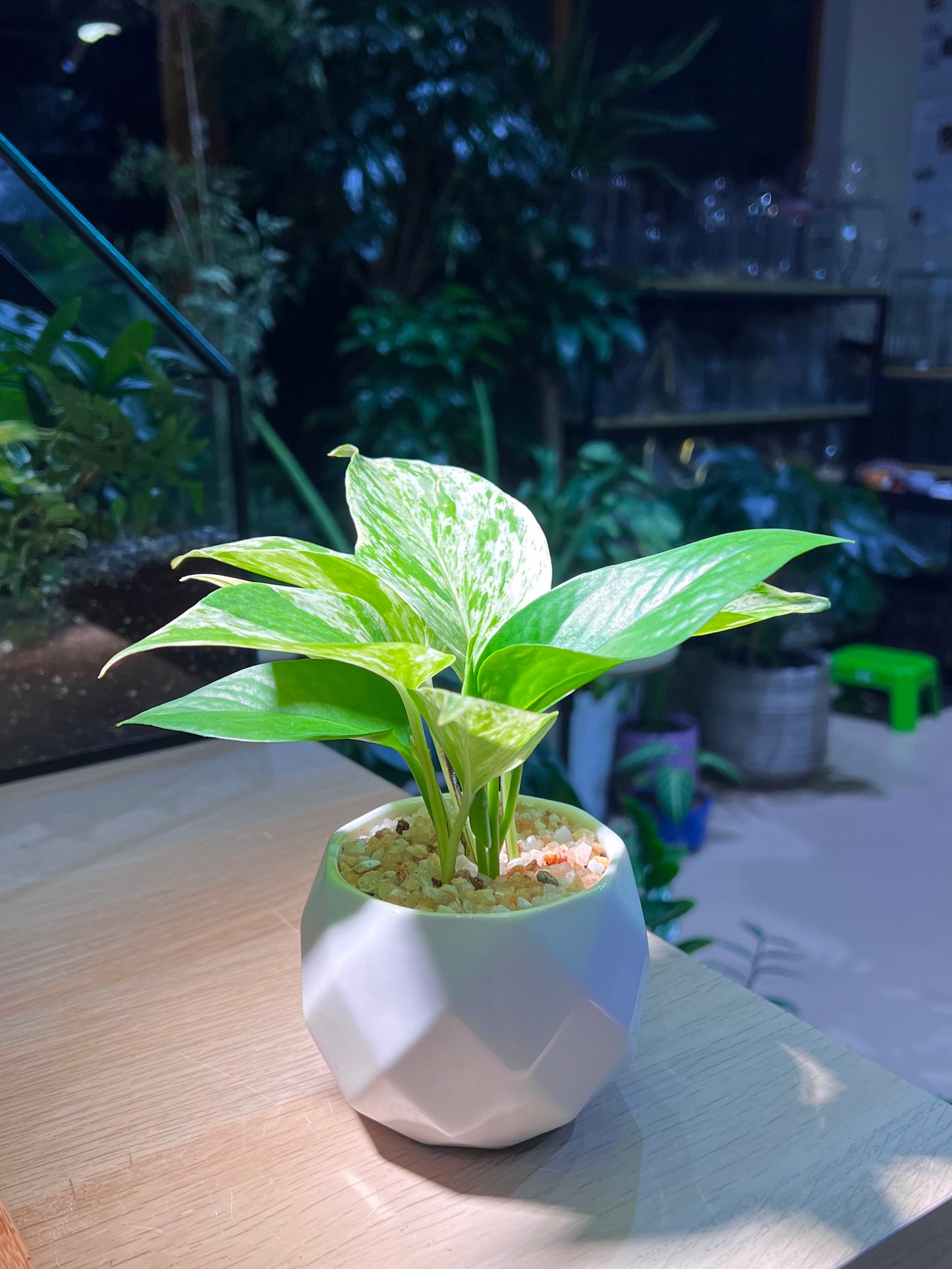 Golden Pothos (绿萝) in Diamond Shape Ceramic Pot