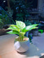 Golden Pothos (绿萝) in Diamond Shape Ceramic Pot