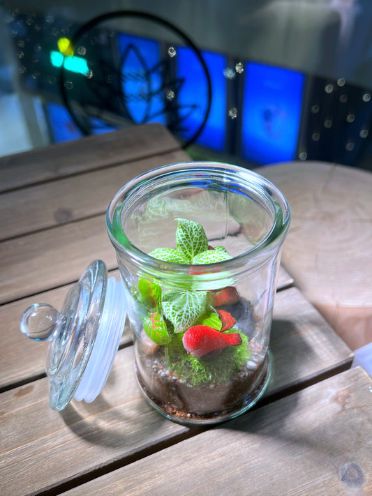 Fittonia with Moss Arrangement in Terrarium Jar
