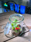 Fittonia with Moss Arrangement in Terrarium Jar