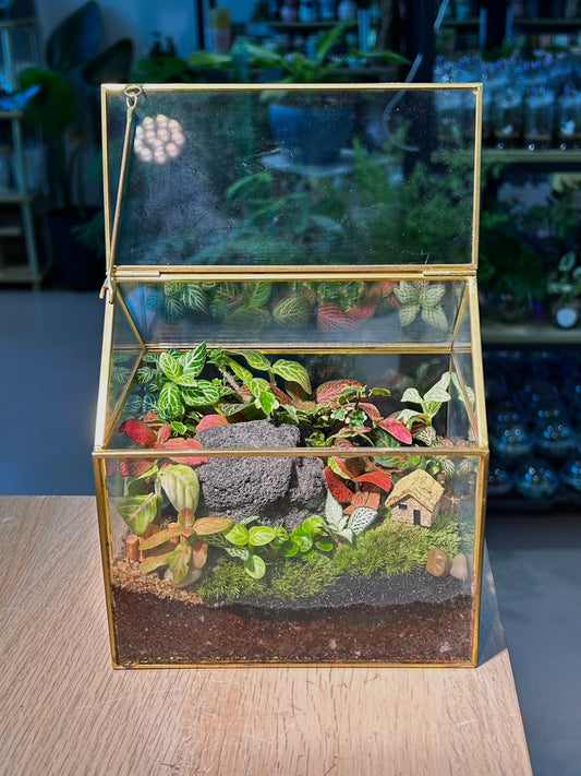 Indoor Plant Arrangement Pumila & Fittonia (薜荔 & 网纹草) in Golden Frame Glasshouse