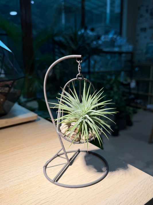 Airplant in Decorative Swing Holder