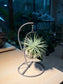 Airplant in Decorative Swing Holder