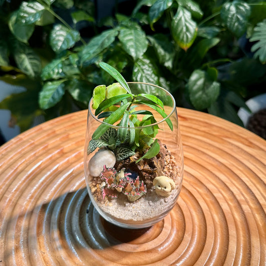 Fittonia and Podocarpus Seedling Arrangement in Tall Glass