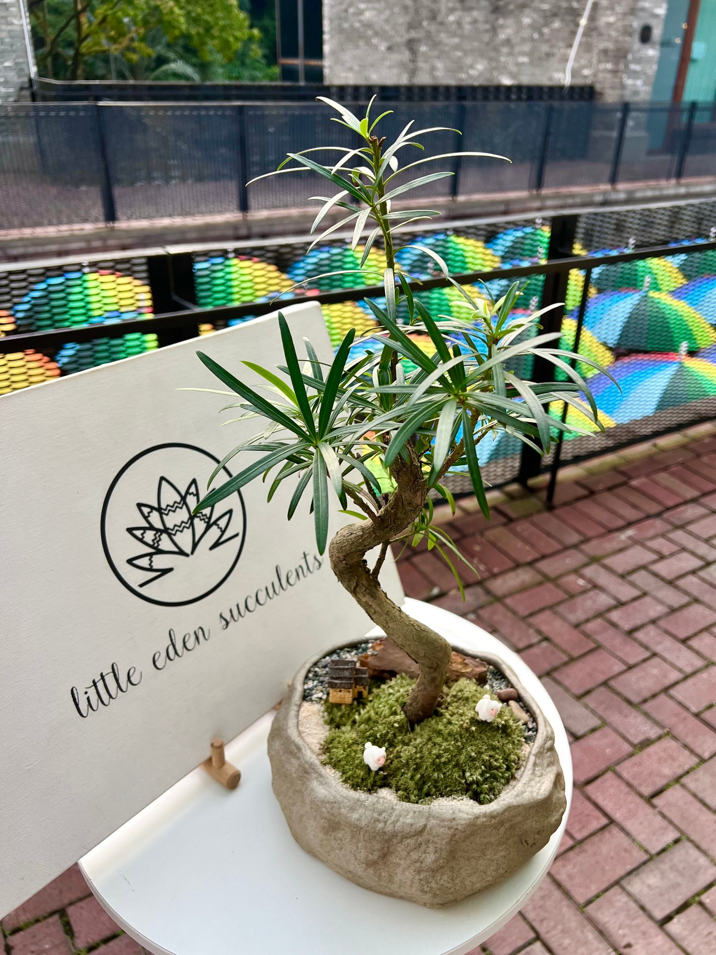 Podocarpus Macrophyllus with Moss (Indoor Plant Bonsai) Arrangement in Irregular Stone Pot