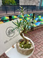 Podocarpus Macrophyllus with Moss (Indoor Plant Bonsai) Arrangement in Irregular Stone Pot