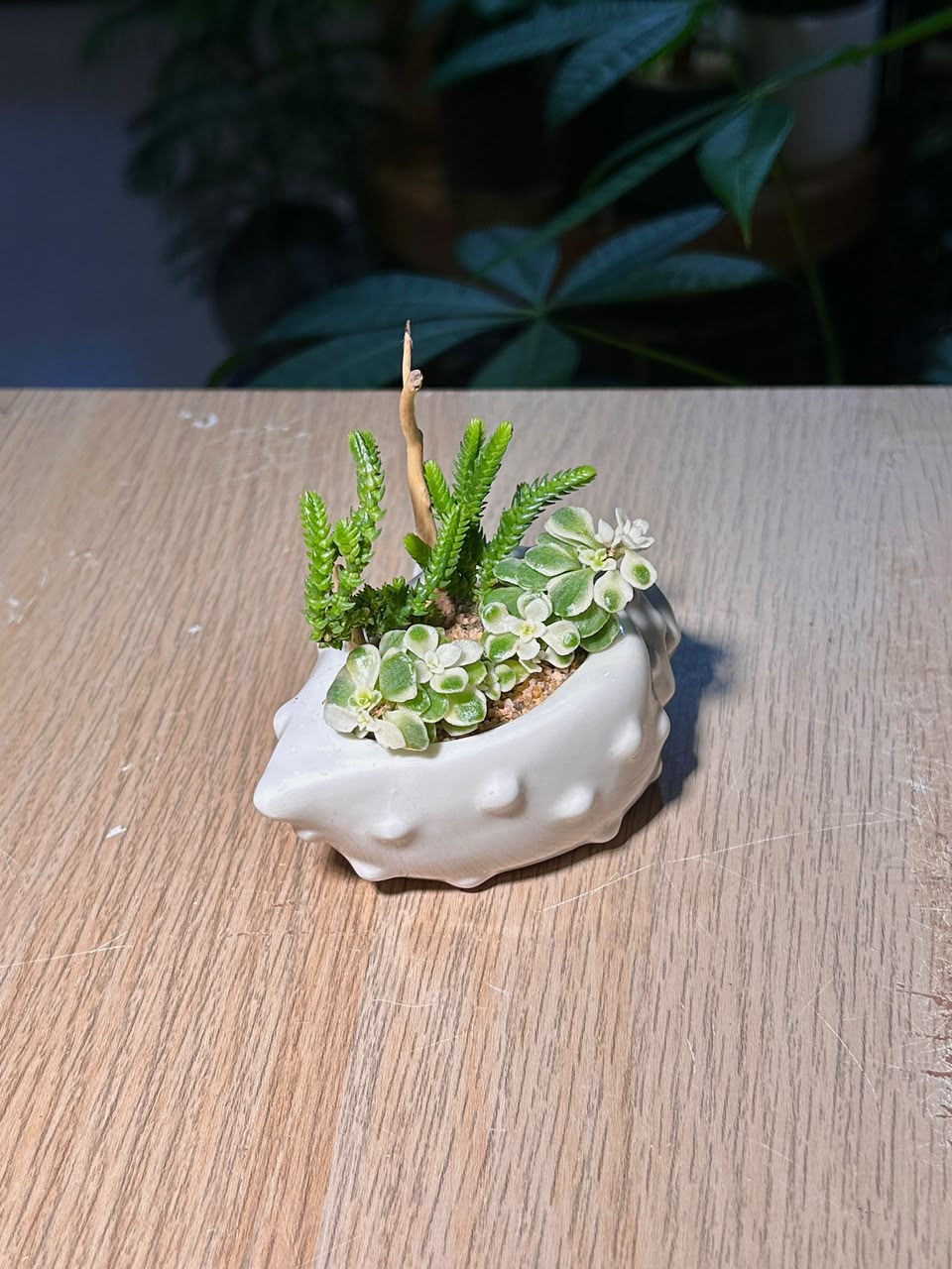 Watch Chain & Variegated Creeping Sedum (若绿 & 铺地锦竹草锦) Succulent in White Conch Pot