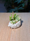Watch Chain & Variegated Creeping Sedum (若绿 & 铺地锦竹草锦) Succulent in White Conch Pot