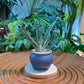 Gasteria in Blue Designer Pot