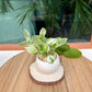 Pothos Njoy in White Designer Pot