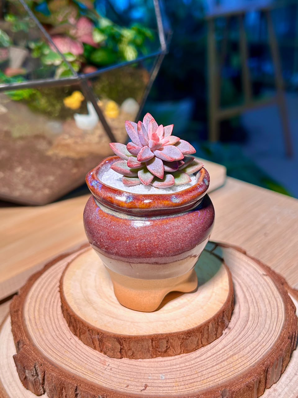 Echeveria Manaudes (Succulent) in a Ceramic Pot
