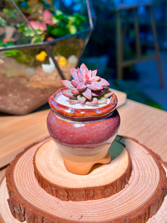 Echeveria Manaudes (Succulent) in a Ceramic Pot